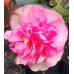 Camellia Sparkling Burgundy 1 Plants Pink Double Flowering Shrubs sasanqua 